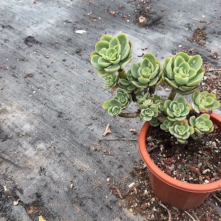 顺**?703不售后白凤脱土发货不退不换