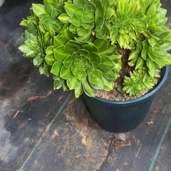 翡翠琉璃缀767多肉法师