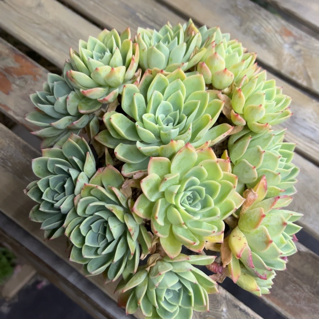 三色堇28 零零多肉植物