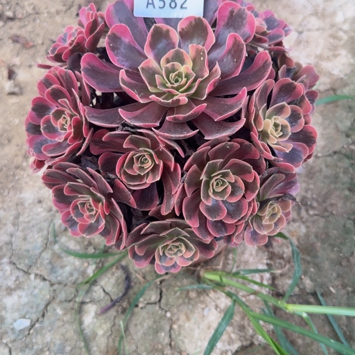 582爱神 多肉植物