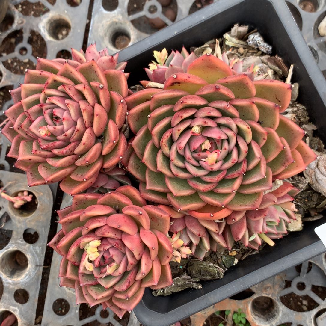 3576杂交精品基地17厘米