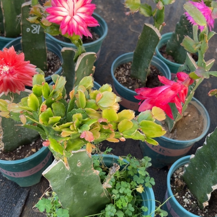 玫***）8号027粉紫色花朵00000