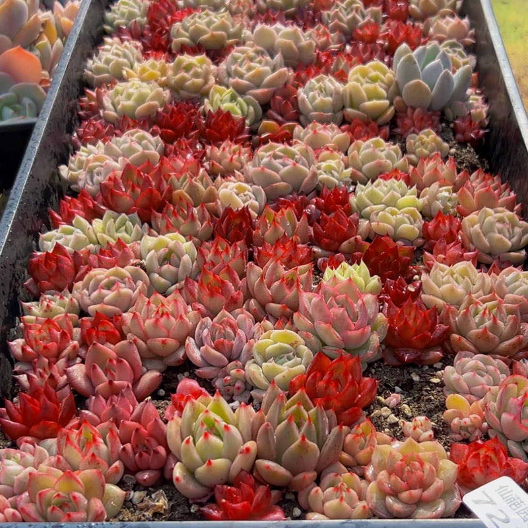 梦***子725的最后一天了啊我的天多肉