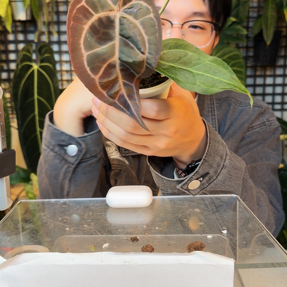 完全开放P142树莓杂米歇尔