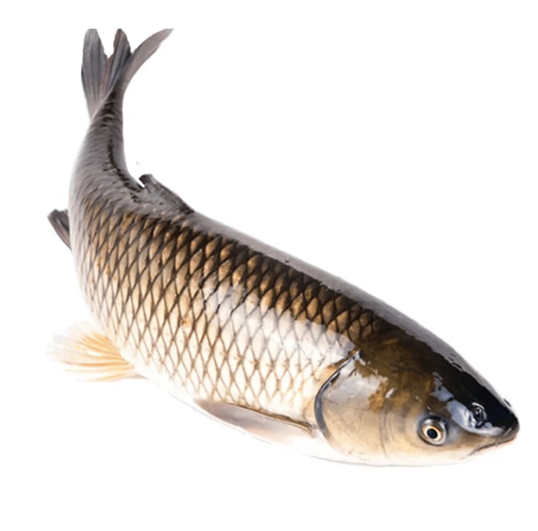 草鱼 草混子 宠物活体观赏鱼