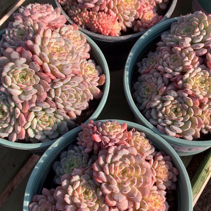 白胖子群生14cm左右