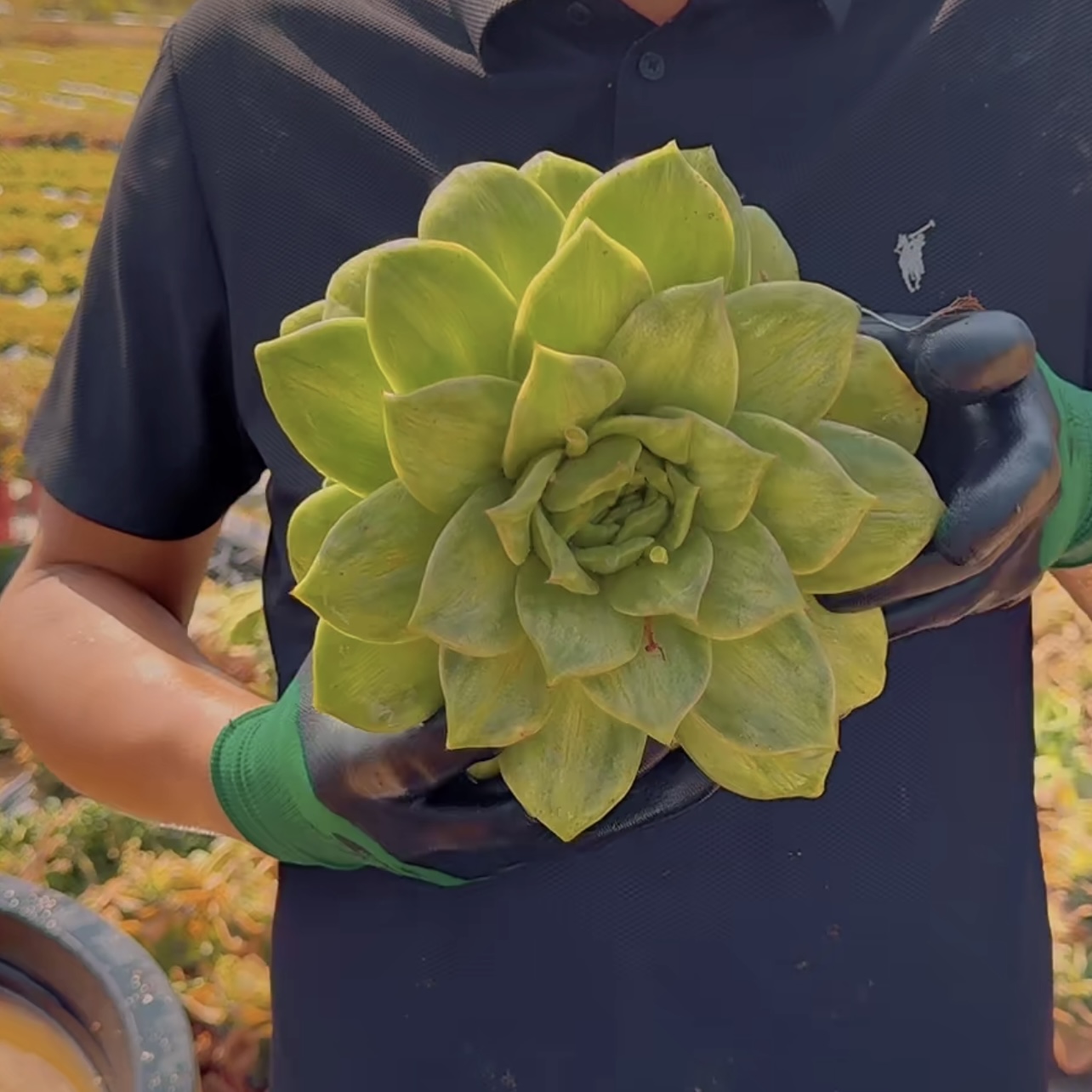 零花钱多肉  地栽蔷薇锦单头  葡萄架  多肉植物