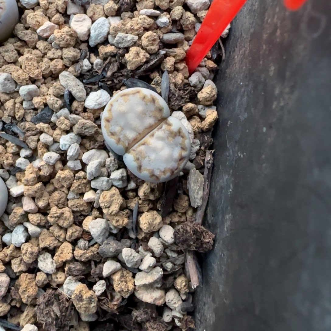 26饼干可挑大棚直播