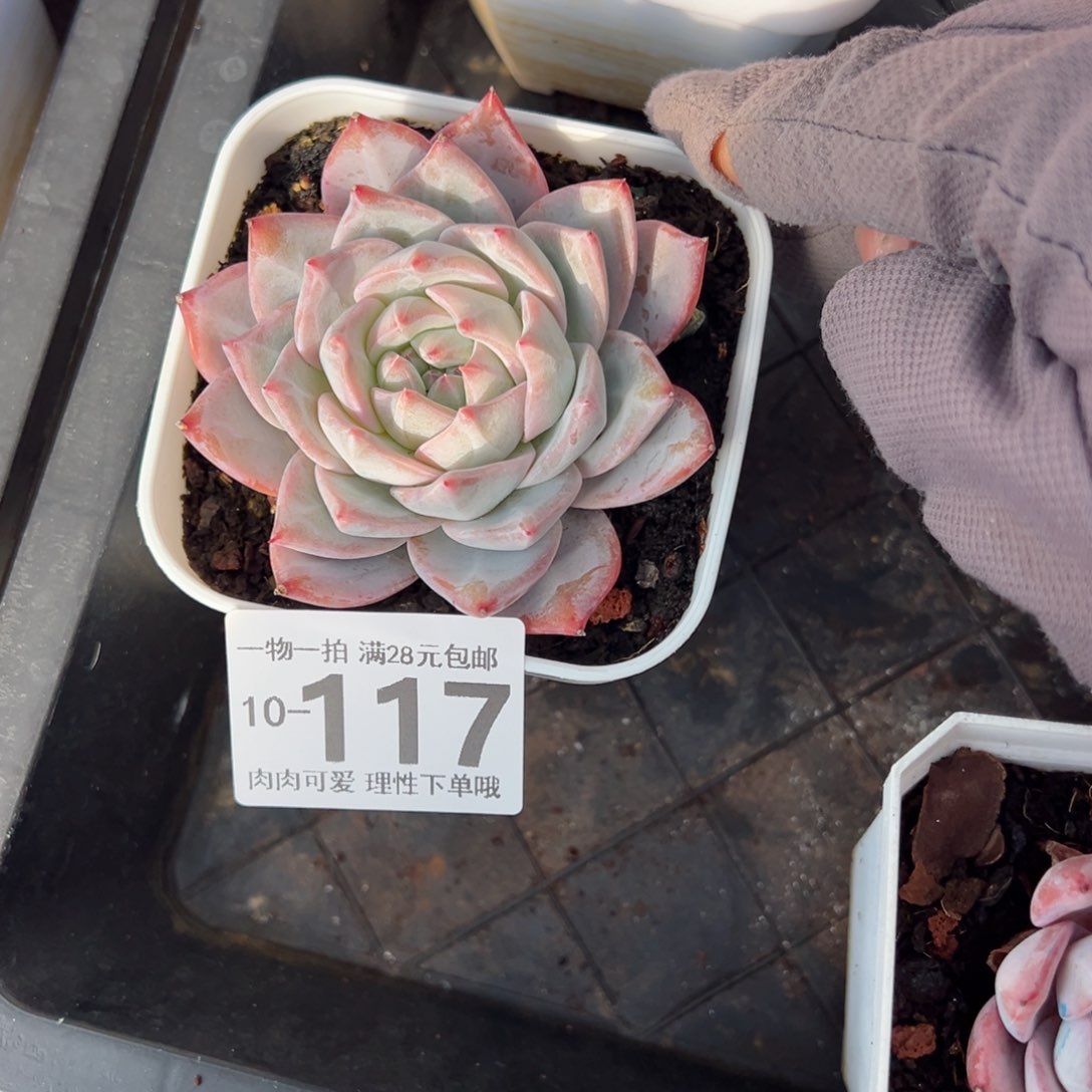 粉蓝鸟多肉多肉多肉多肉