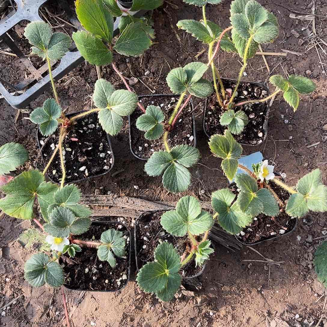 草莓真红美玲65杯6颗圣诞快乐