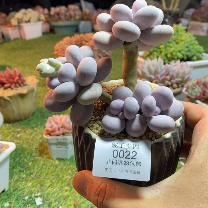 0022啊啊啊啊啊啊啊啊啊啊啊