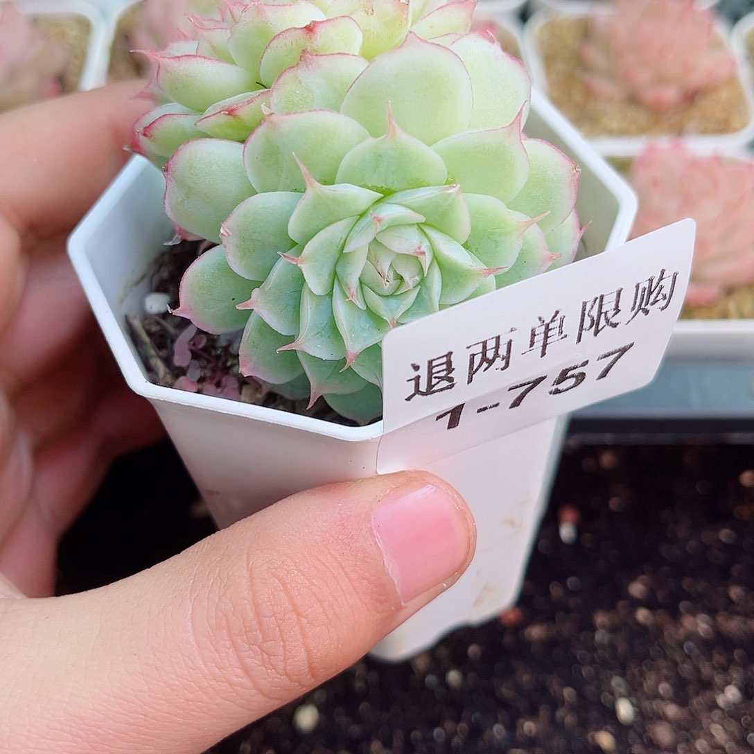 1-757 新疆西藏内蒙不发12.8包邮2-3公分多肉