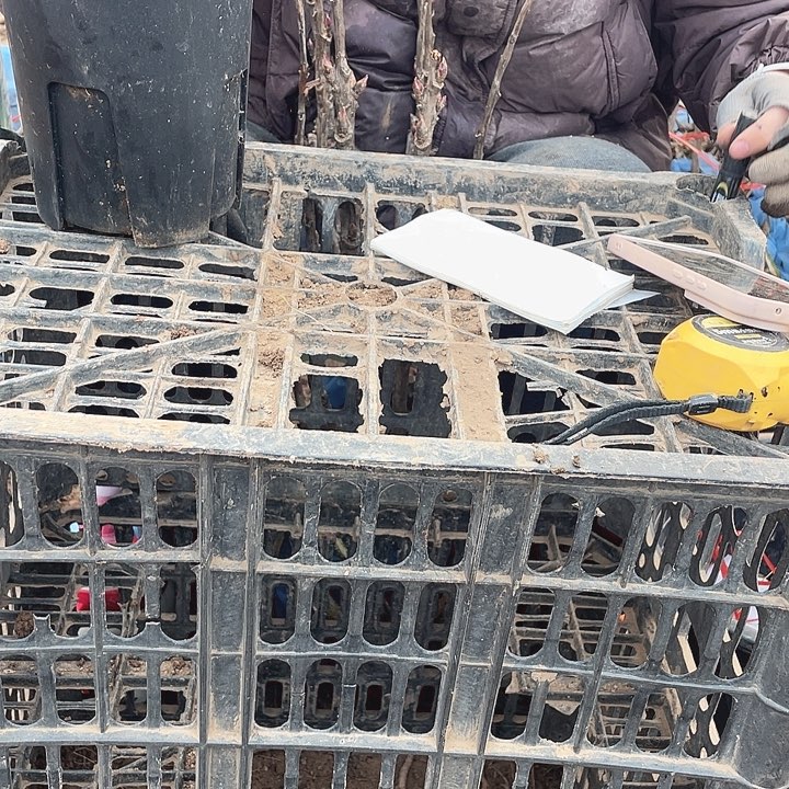 完全开放牡丹花开