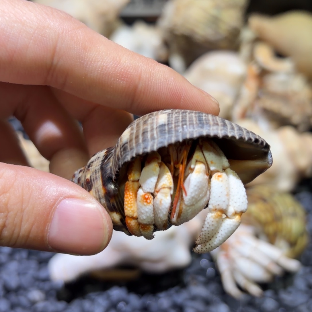 c宝 打包小白草一只