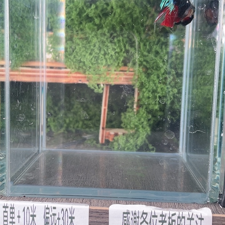 斗鱼活体不退不换 谢谢