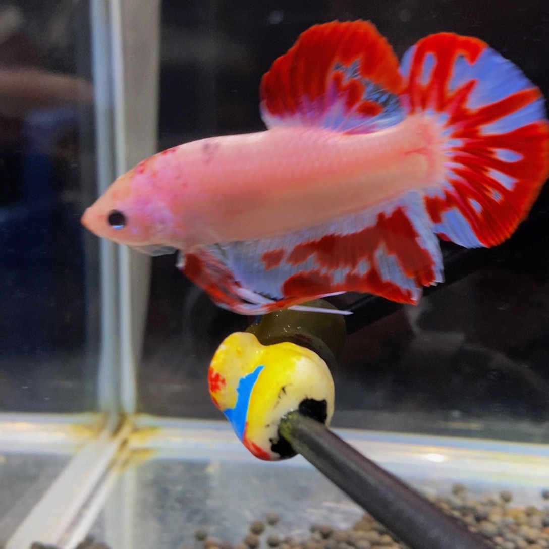 斗鱼402巨斗111111