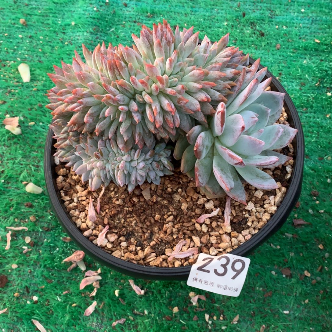 239橙子缀化多肉植物