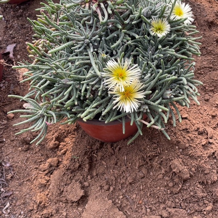 448号天赐多肉植物