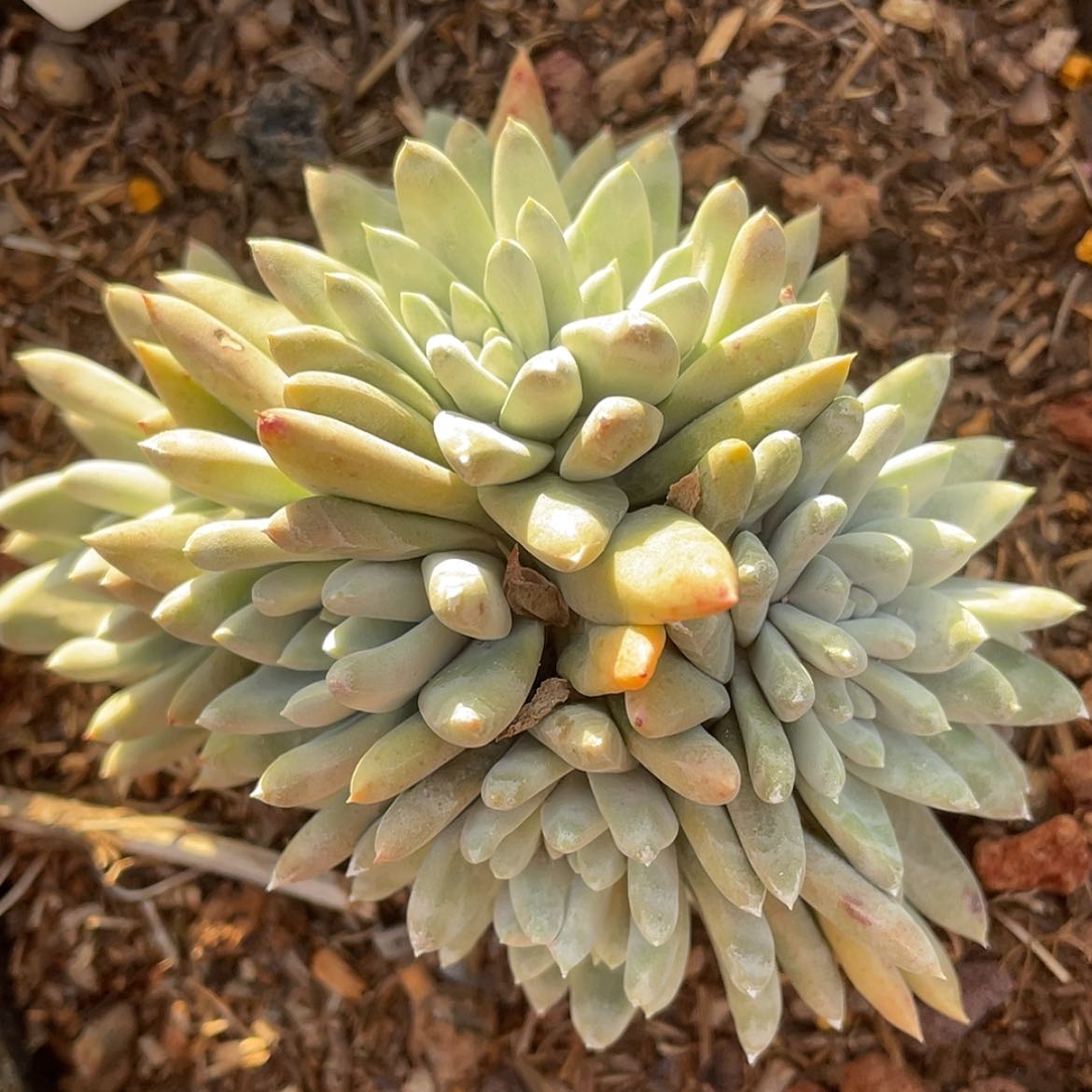 【闪购商品】6308花朵白姆