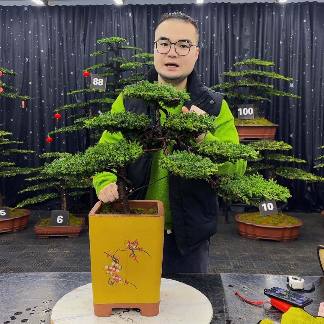 龙爪松高端造型盆景