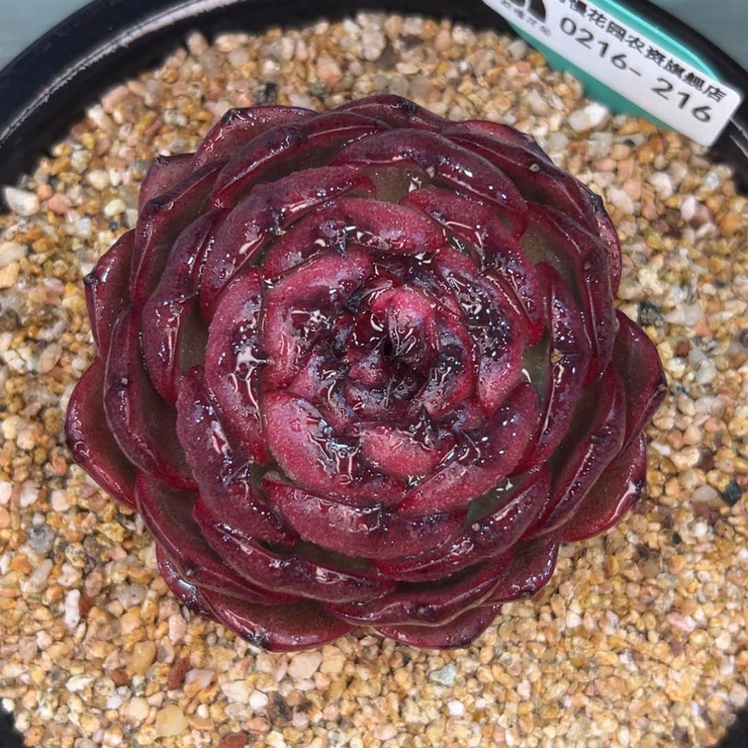 多肉一物一拍0216-216