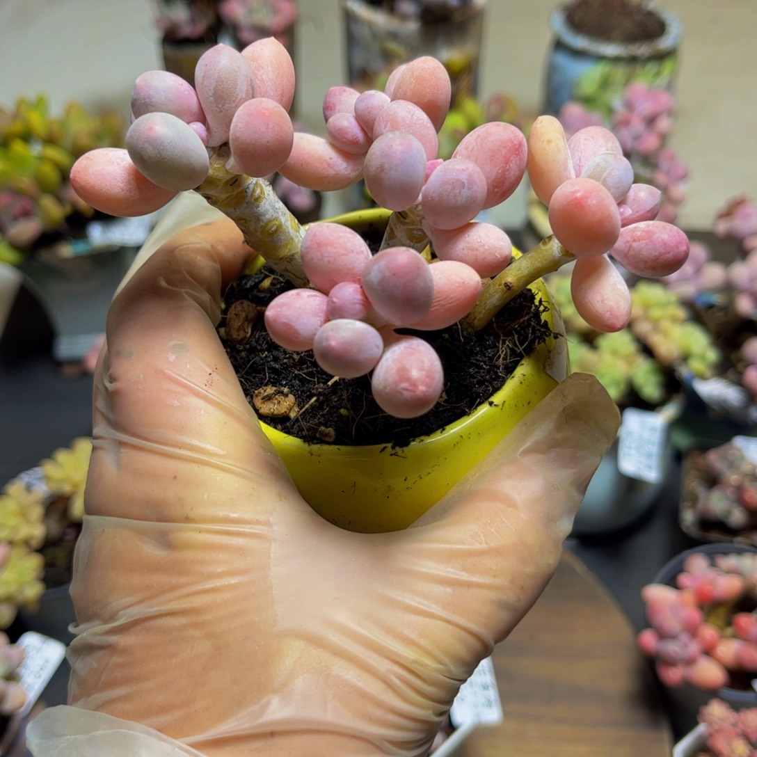 263黄金香水手指奶10厘米