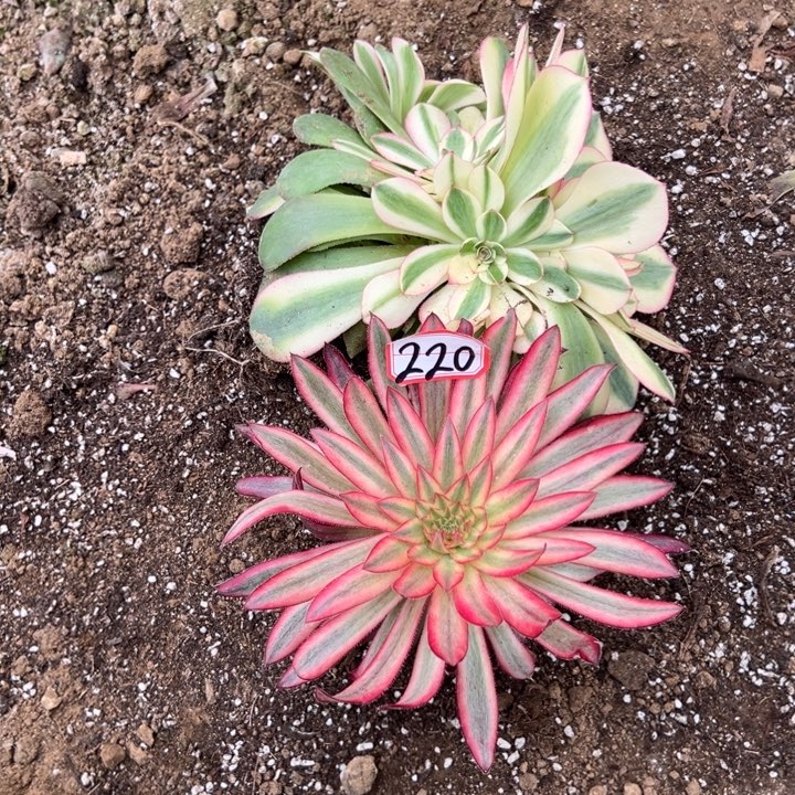 多肉植物220不售后