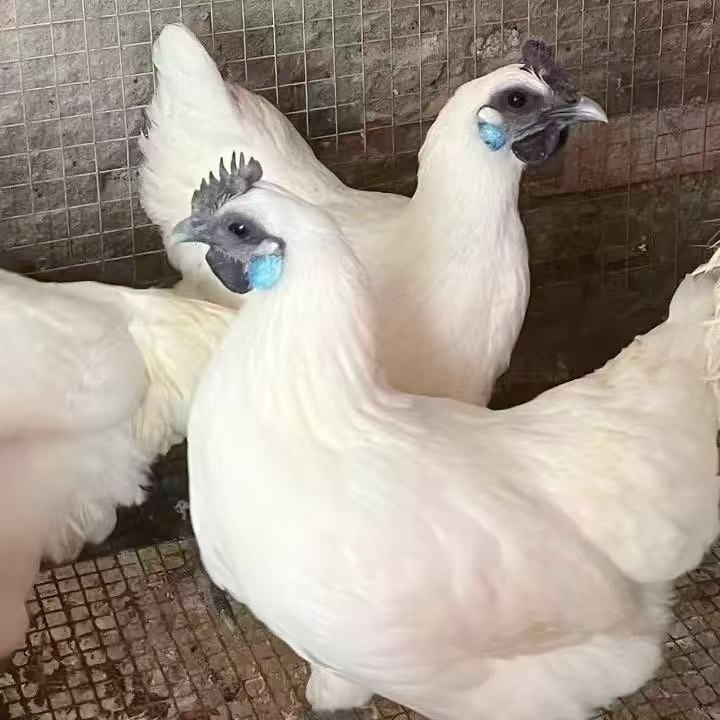 1宠物脱温混搭江山瓦灰顺丰发货