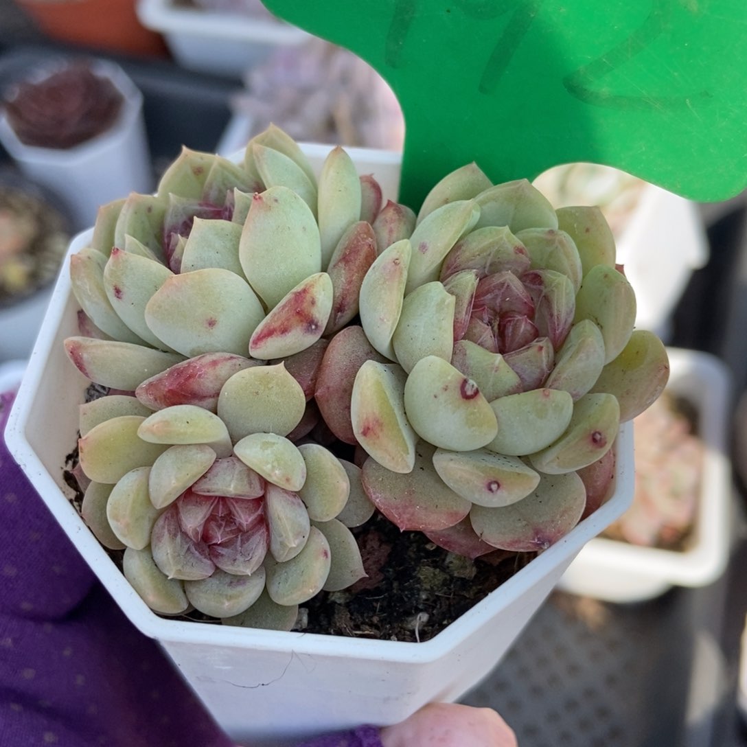 992糖果珍妮多肉植物保护