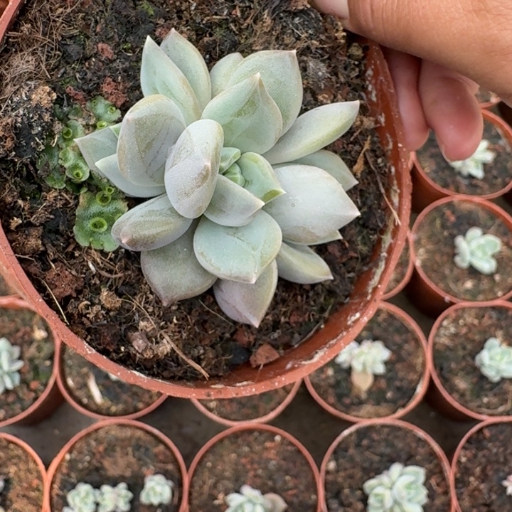 邀月 3头 一物一拍