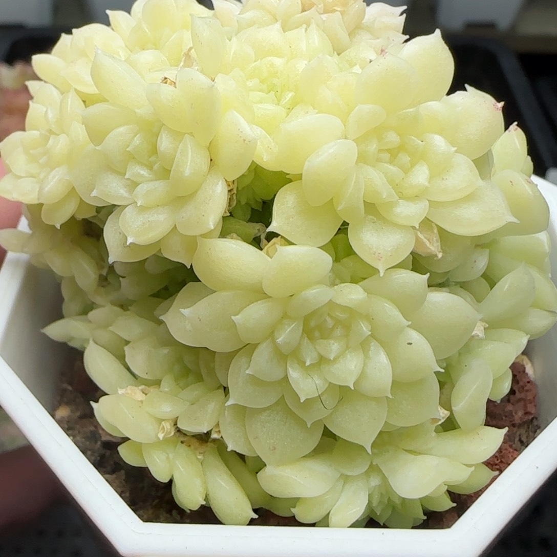 0205-229优选麦秆