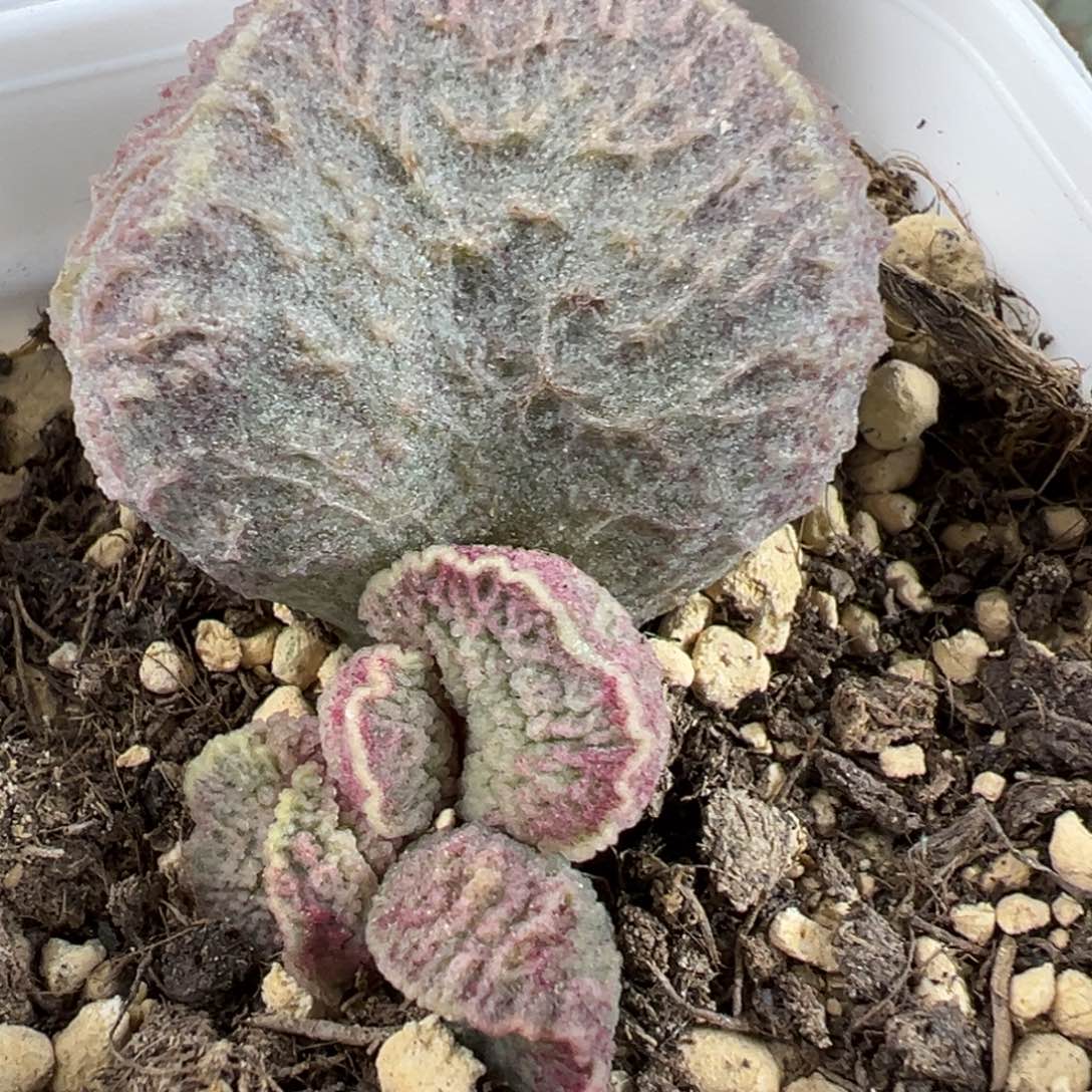 哈默猪肝多肉植物超大母叶多肉植物