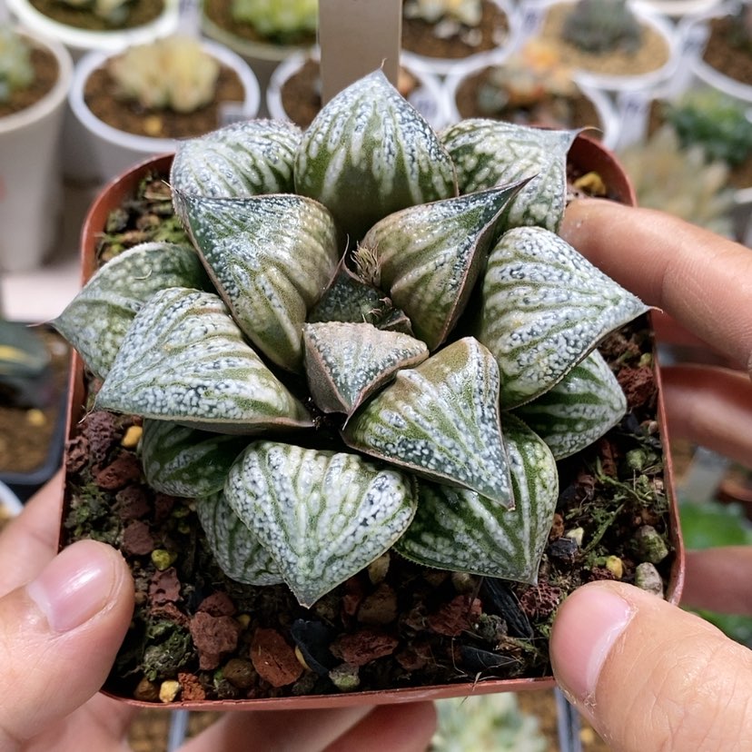 【闪购商品】7花魁