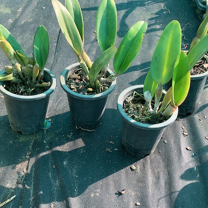 完全开放大花酷娃，大小5苗