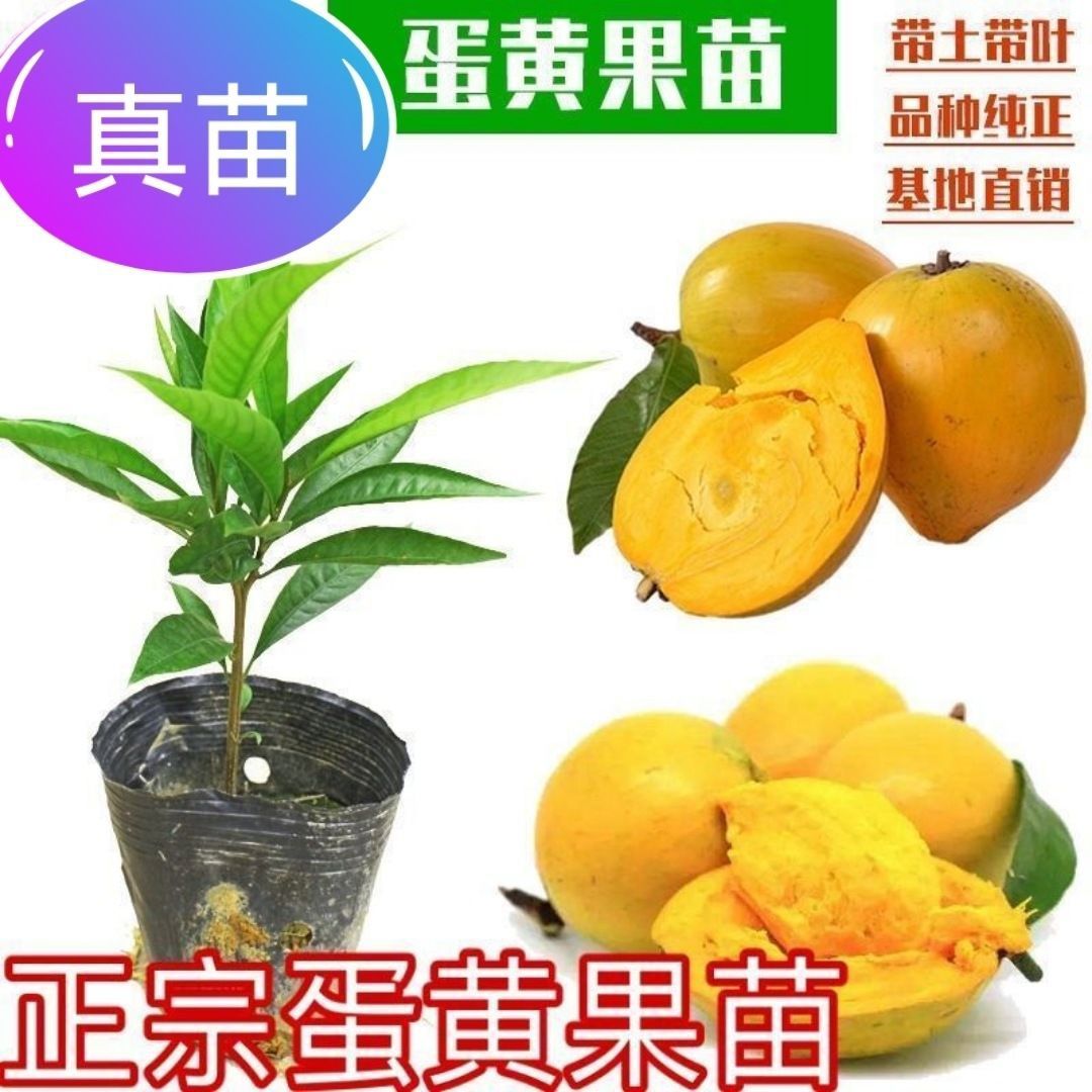 蛋黄果苗正宗鸡蛋果树苗名贵仙桃水果树苗盆栽地栽带土榴莲树苗