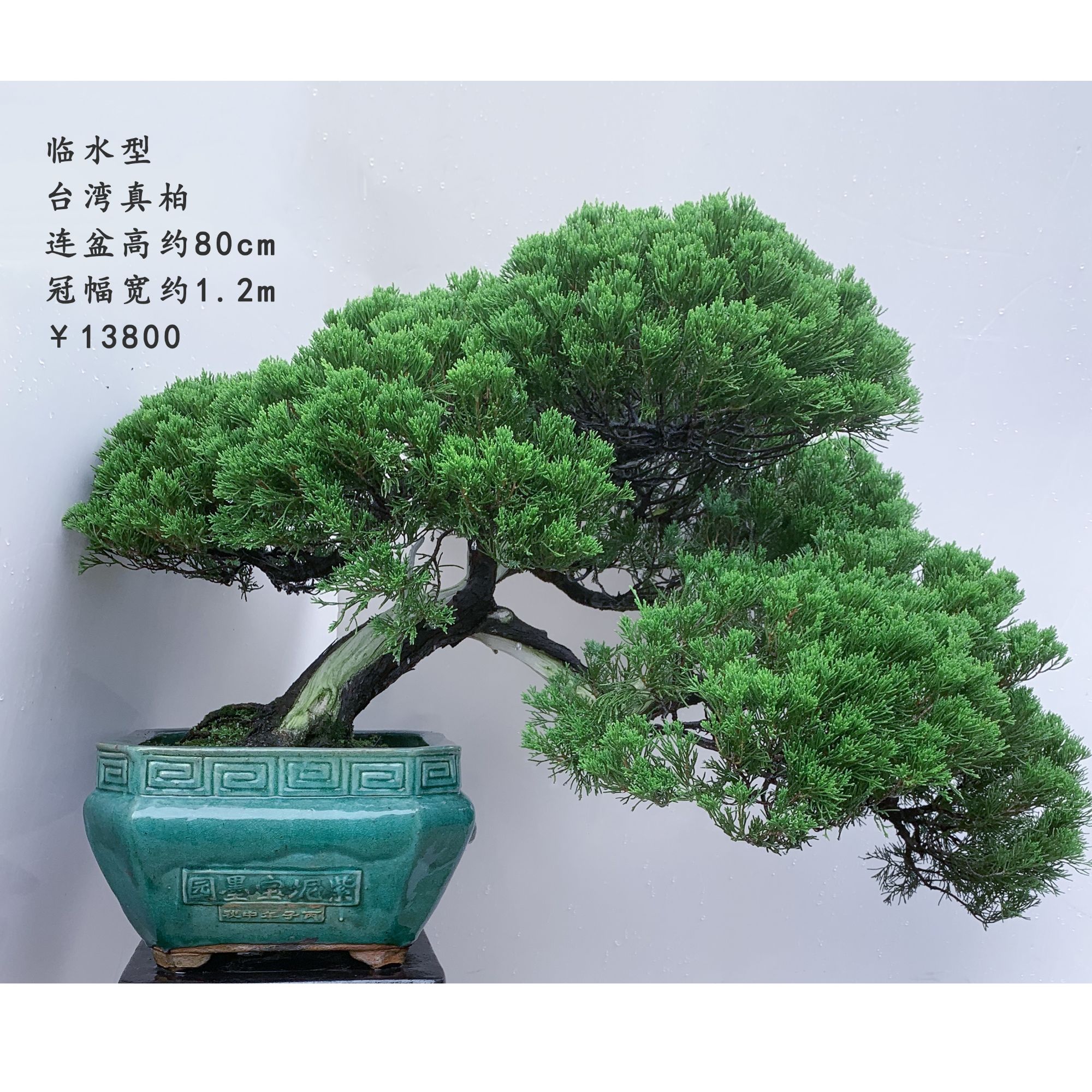 精品台湾真柏盆景10