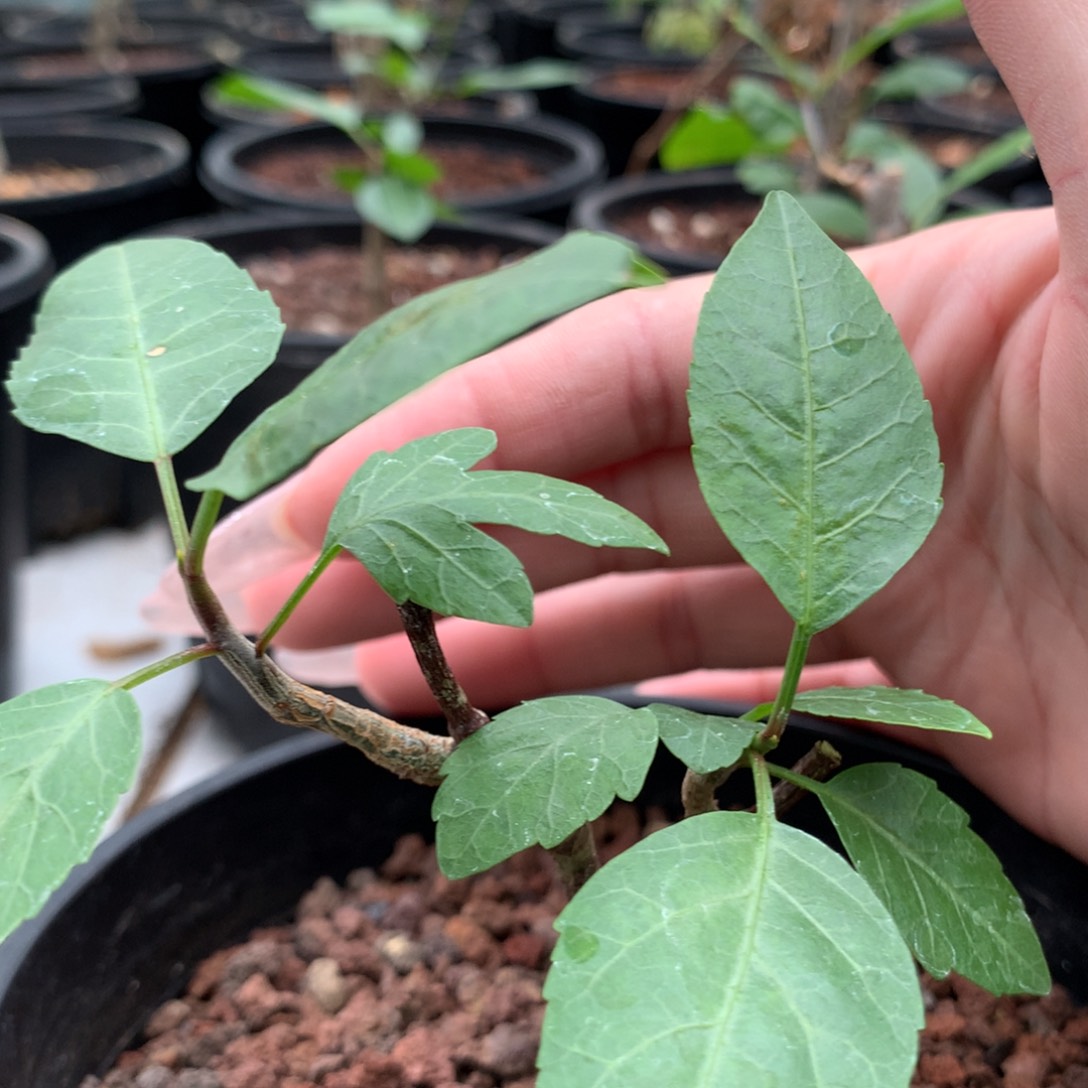 白*?舍特达利裂榄带盆发货