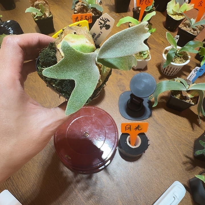 无花朵鹿野直播间竞拍优选月光