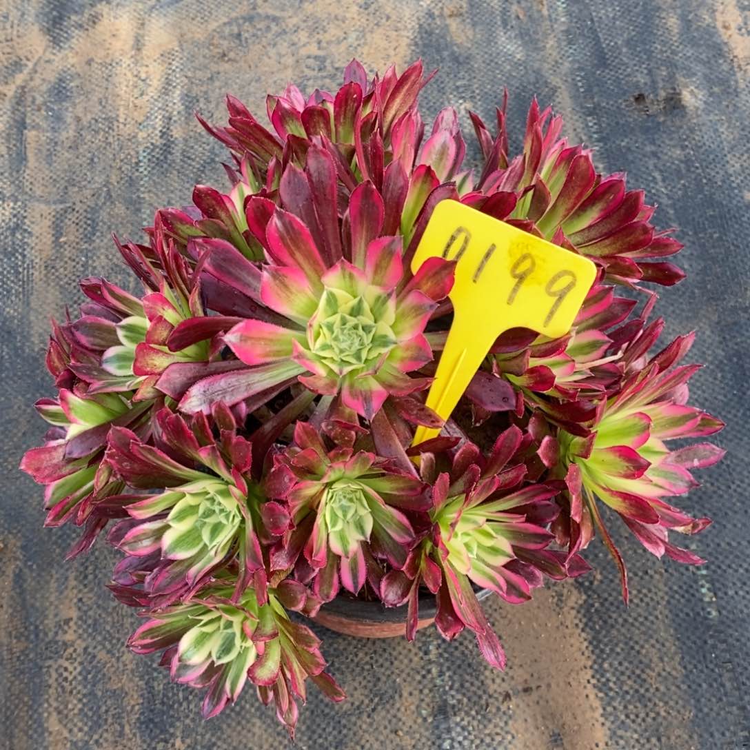 0199天河一物一拍的一