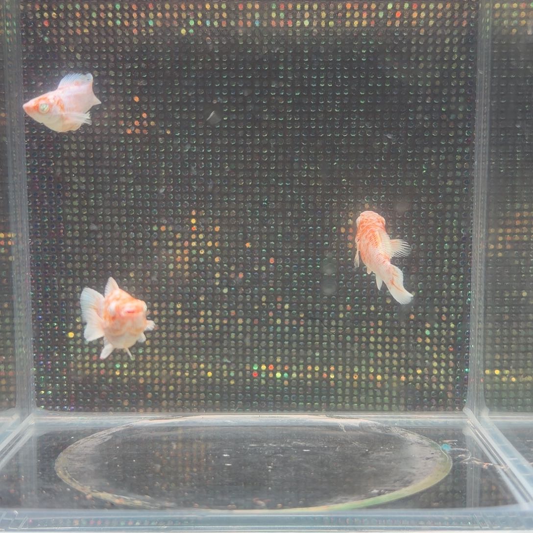 中国大陆钻眼玛丽樱花