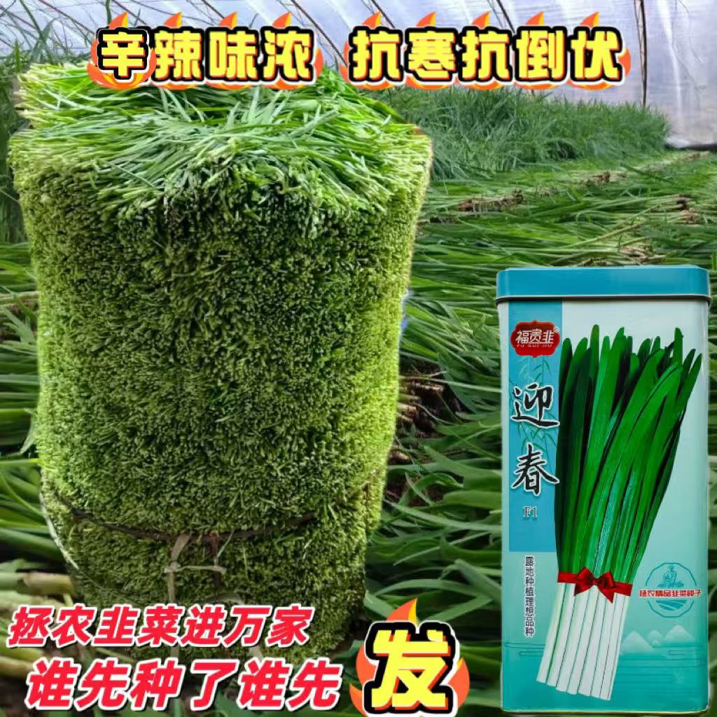 拯农种苗迎春露地韭菜种子250g短休眠期绿白根韭菜种春季早发耐寒