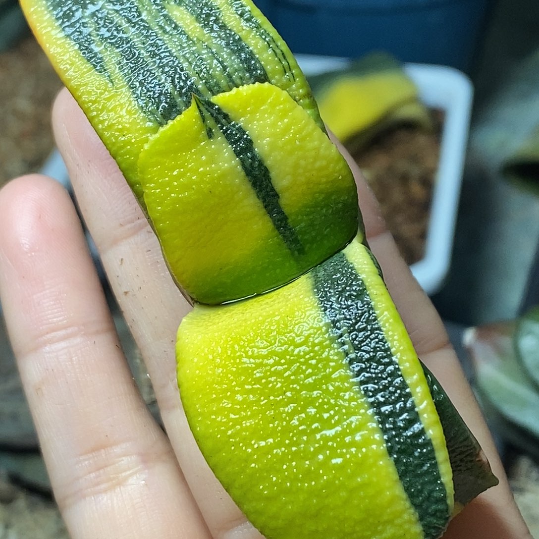 不带盆脱土裸根发货