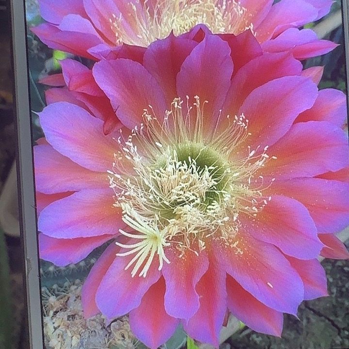 飞碟侧芽5公分毛花柱