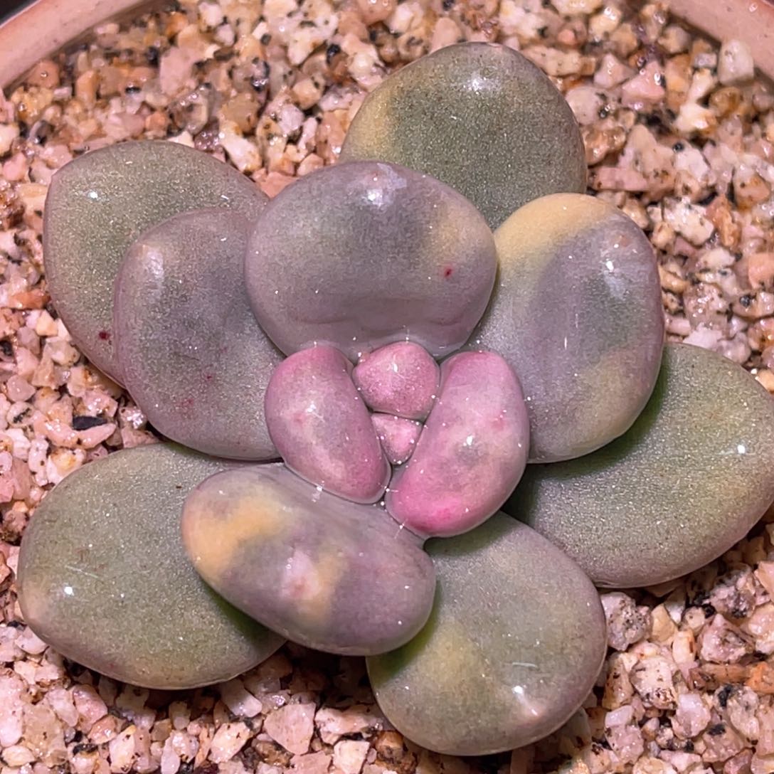 多肉黄金鸡蛋大叶奶酪锦