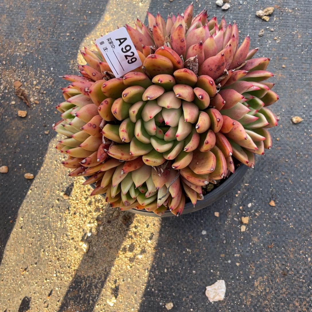 若如东云单拍A929