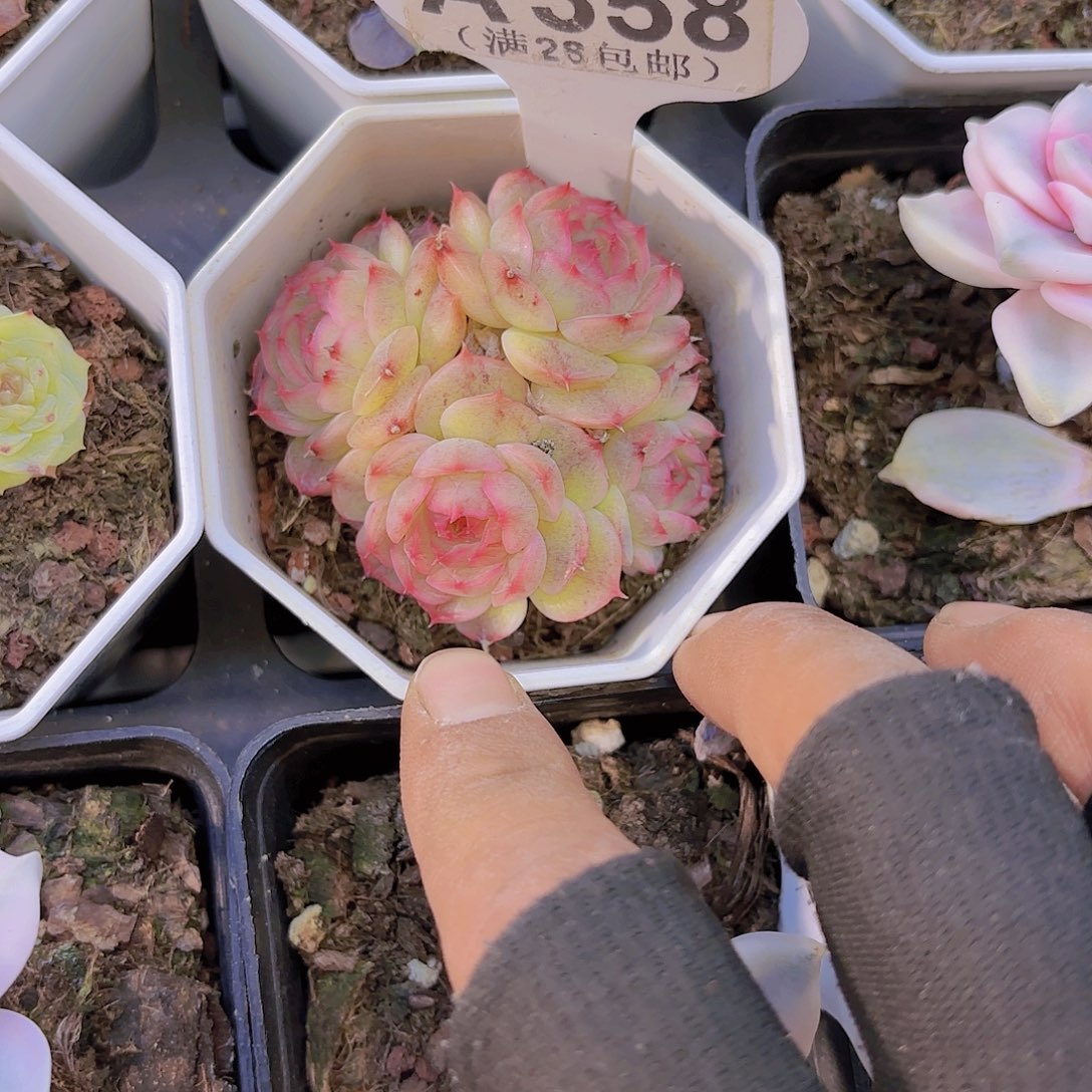 A358玉池姿一物一拍