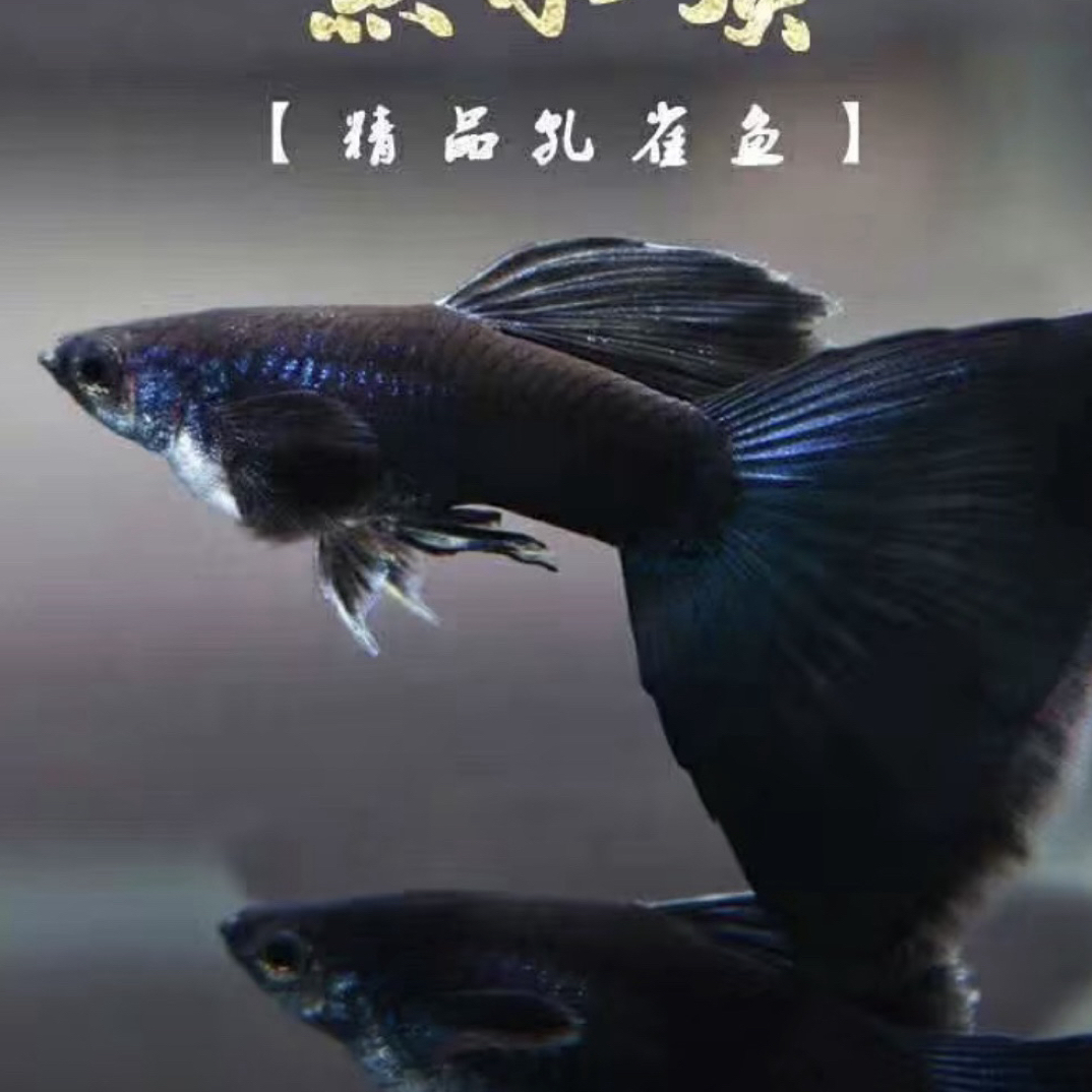 精品黑木炭蝶翼大C 好养活