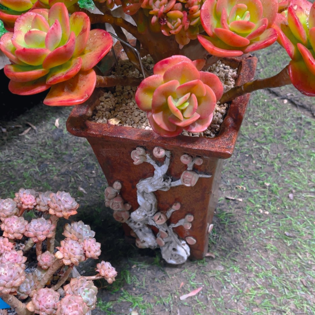 A***多肉植物保护研究所