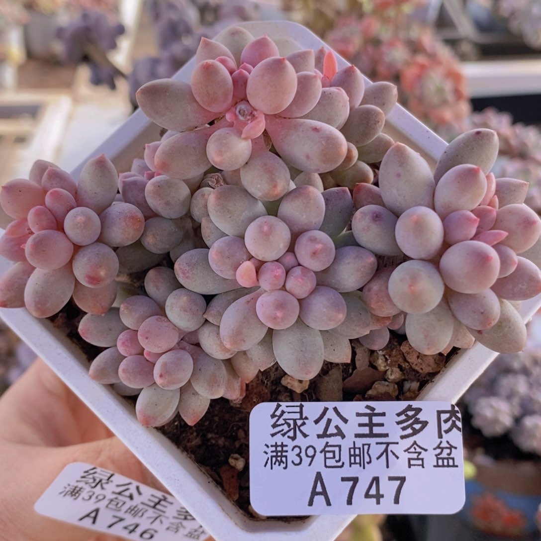 婴儿手指老桩8cm747多肉植物