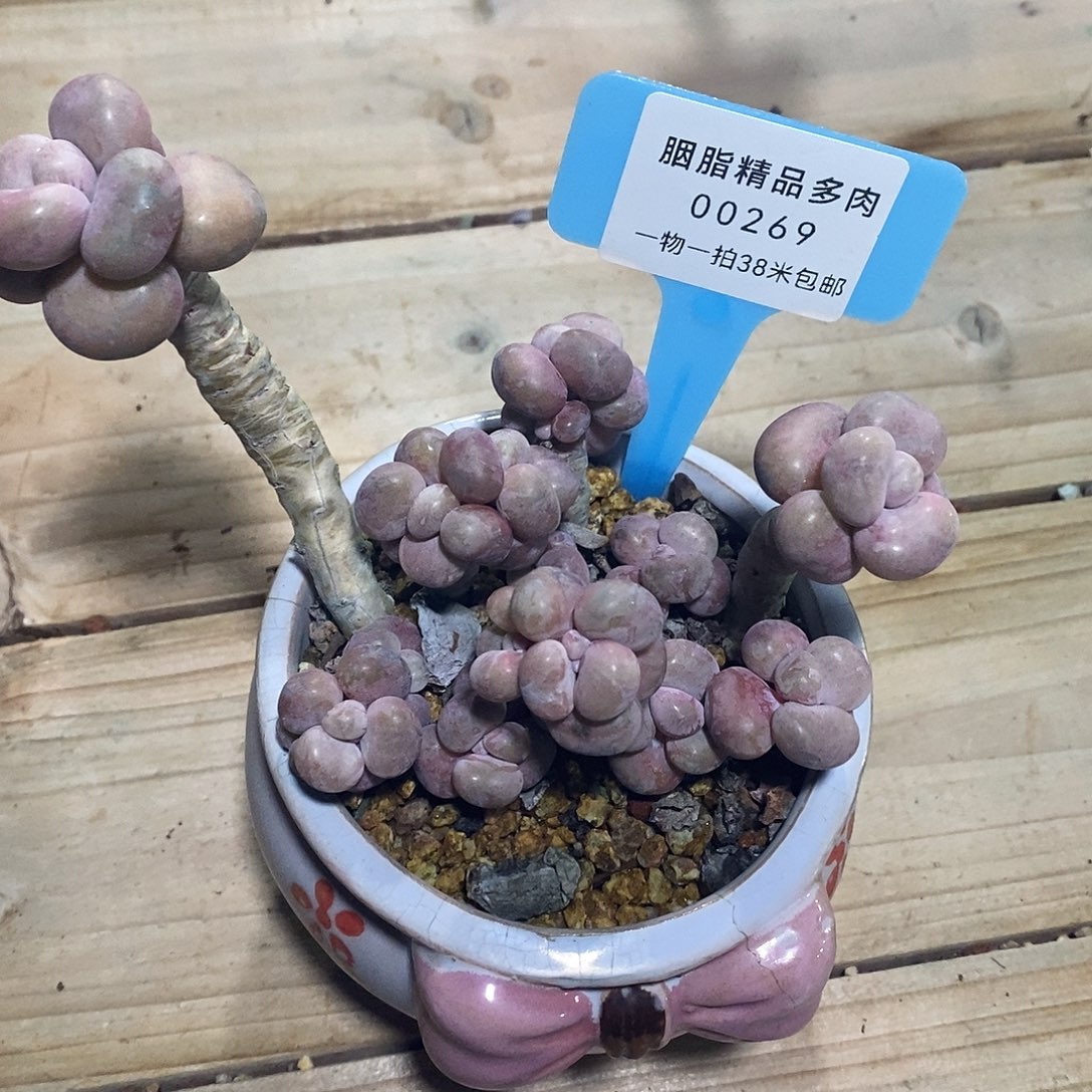00269不认可与烧烤哦骷髅头